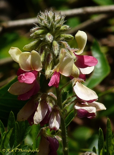 {Tephrosia virginiana}